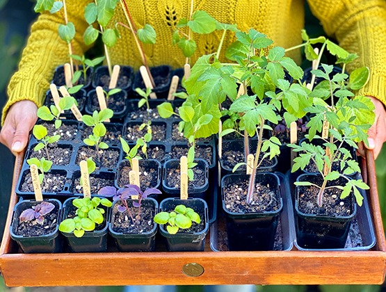 Woman in yellow jumper holding a tray of seedlings