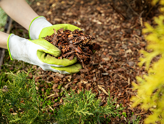 Applying mulch to garden beds