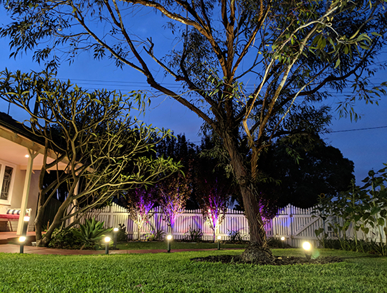 Tree trunks illuminated with blue and purple lighting in the backyard