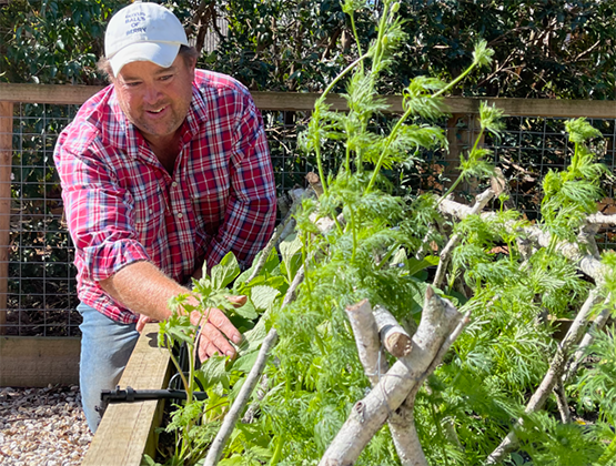 Jason Hodges inspects a planter box full of herbs