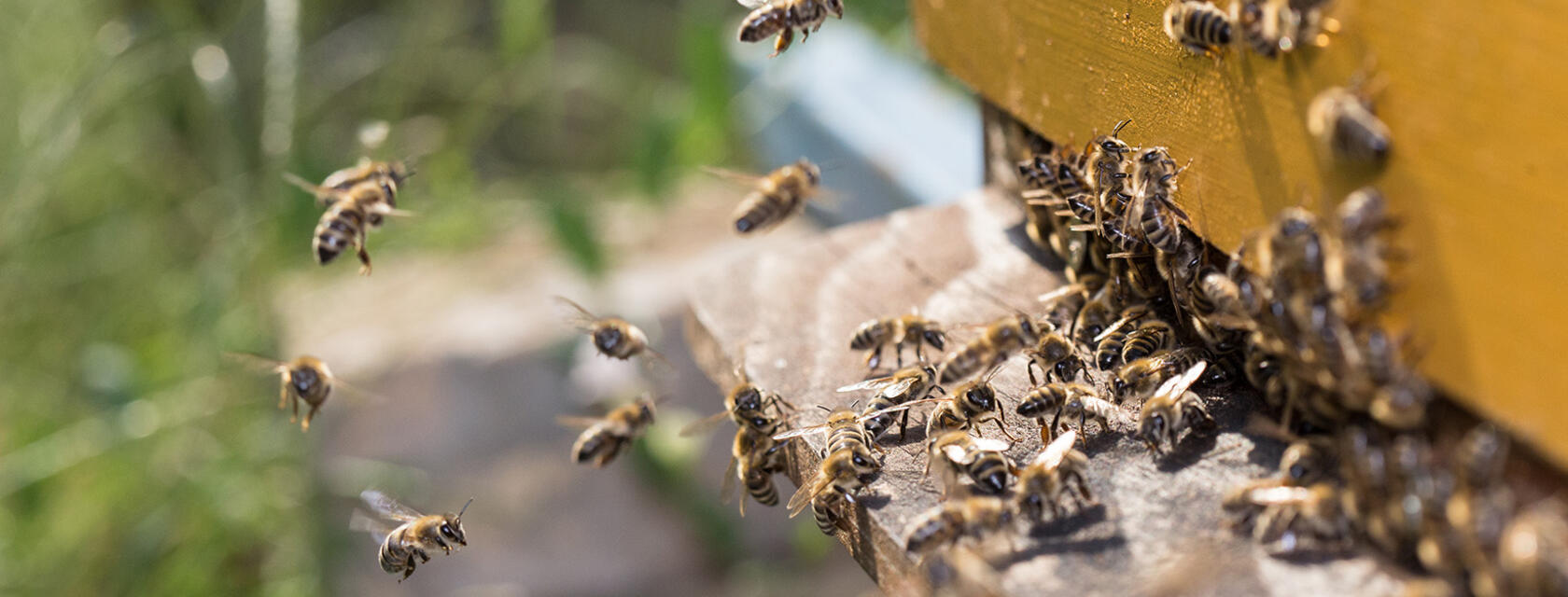 Bees flying out of beehive