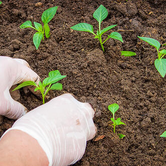 A woman planting seedlings in healthy soil