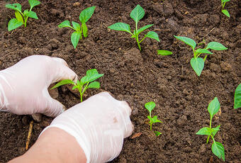 A woman planting seedlings in healthy soil