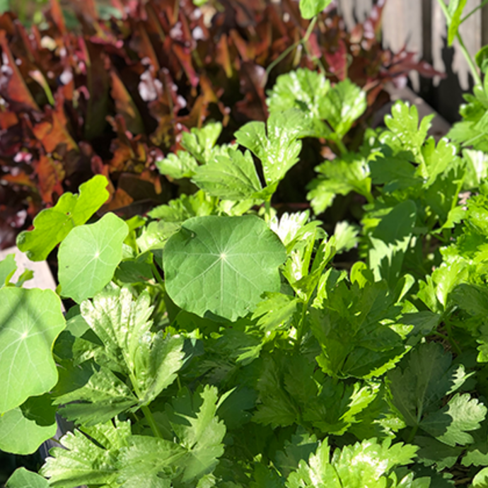 Green leafy herbs including corriander