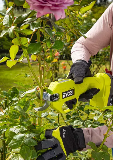 Older lady using RYOBI secateurs to cut a rose bush branch