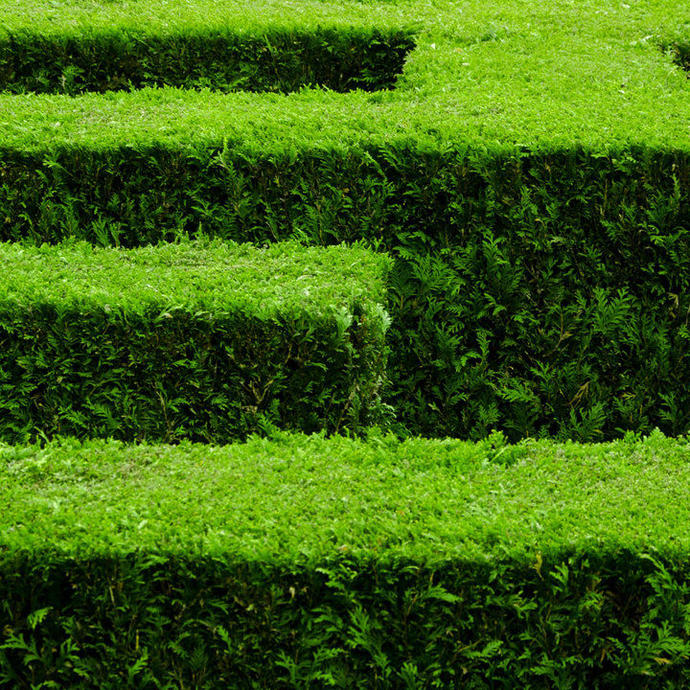 A large hedge maze